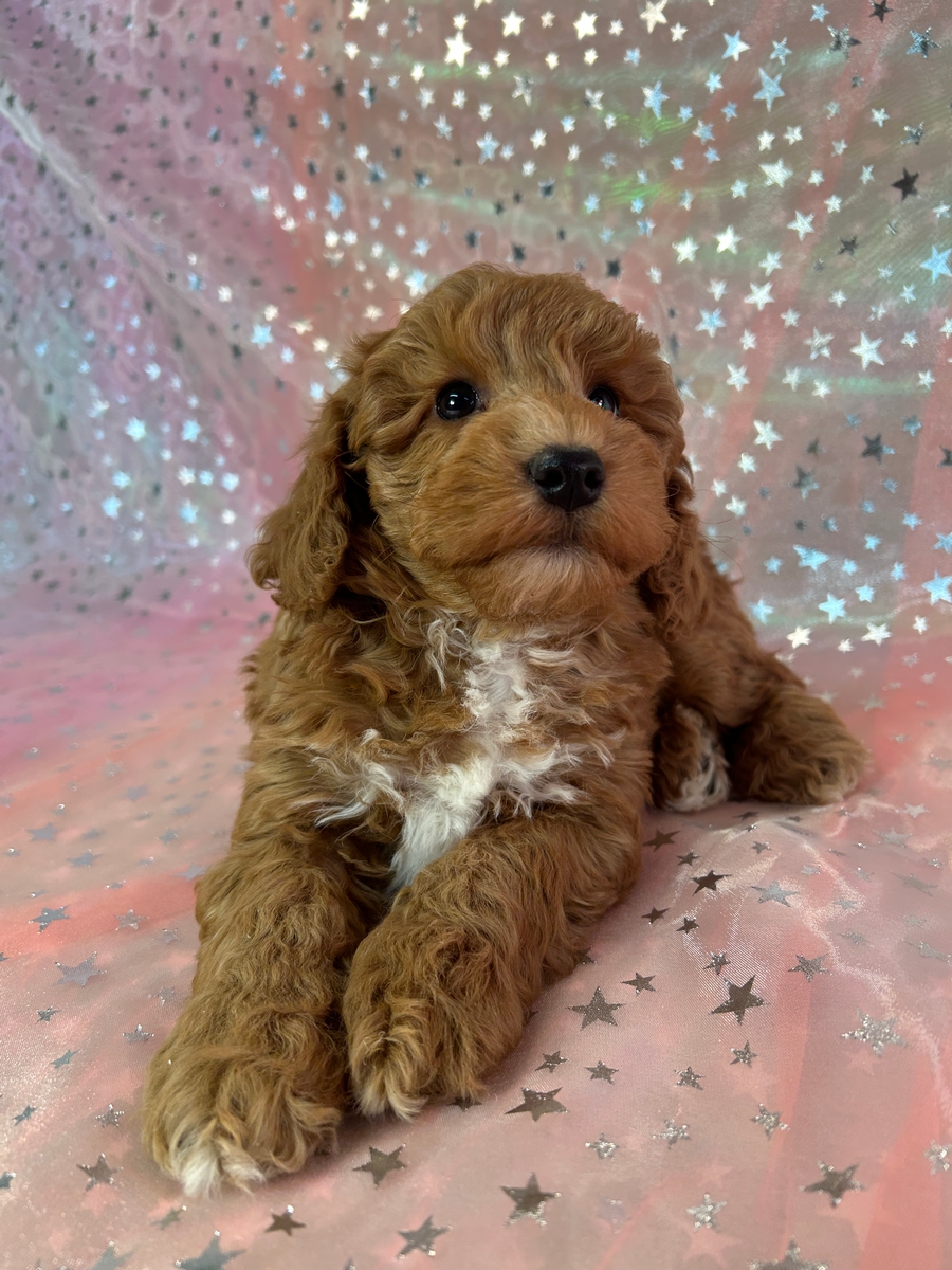 Dark Red Male Schnoodle Puppy for Sale DOB 11-24-2025 $950